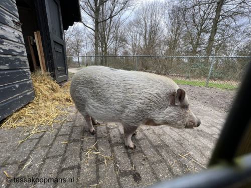 kinderboerderij 001